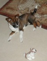 Sally puppy.jpg